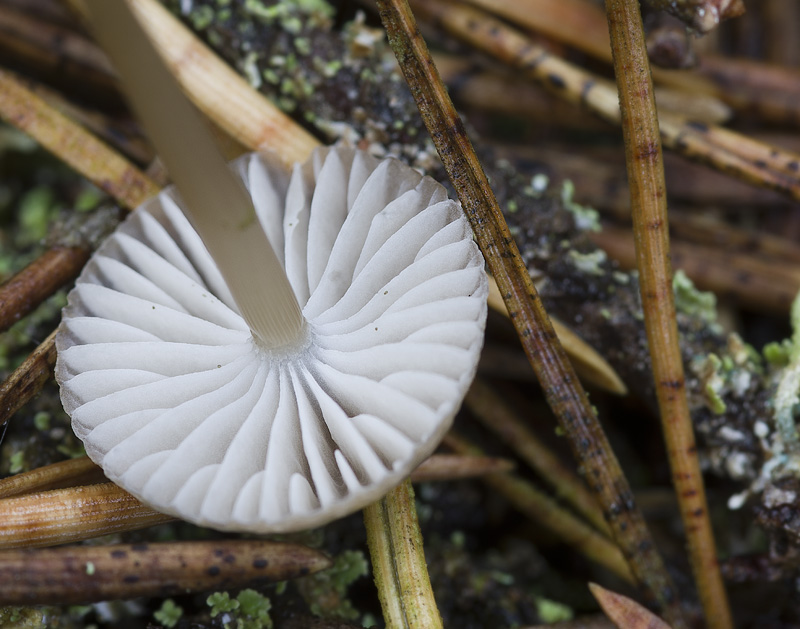 Mycena clavicularis